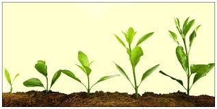 Plant Growth Regulators