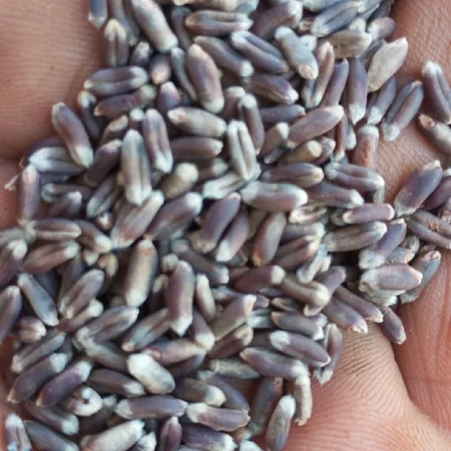 Wheat Seeds